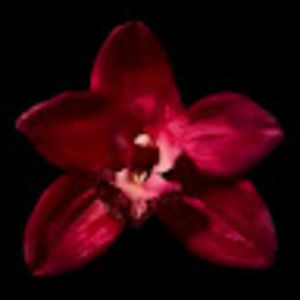 Meet your Posher, Bonfox